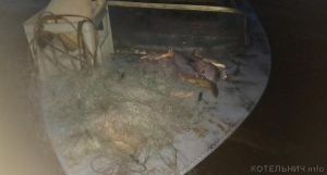 На Вятке в Котельничском районе задержали браконьера