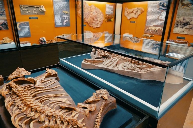 Котельничский палеонтологический музей