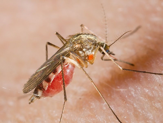 Бойтесь клещей и комаров